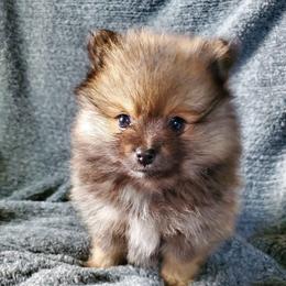 Olive - Blue sable female Pomeranian puppy in Bellevue, Iowa from Fluffy Wonders Poms and Doodles