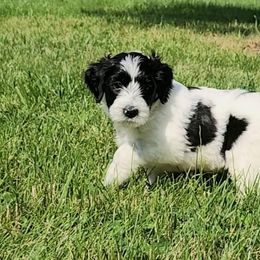 Girl 2 - Parti Goldendoodle puppy in Kenosha, Wisconsin from Madden Golden Doodles