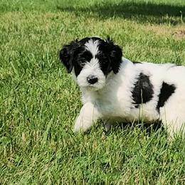 Girl 2 - Parti Goldendoodle puppy in Kenosha, Wisconsin from Madden Golden Doodles