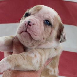 Girl 5 - female Alapaha Blue Blood Bulldog puppy in Grafton, Ohio from Eclipse Alapaha Kennels