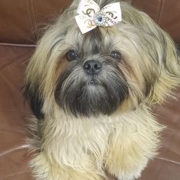 Chanel - Black gold and white Shih Tzu puppy in Houston, Texas from G&G Shih Tzu World