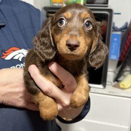Reese - AKC - Chocolate and tan male Dachshund puppy in Sterling, Colorado from Country Chics Doxies