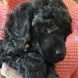Felix - Black male Poodle puppy in Hartselle, Alabama from Phare Poodles