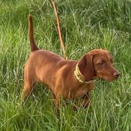 Moonie - Vizsla