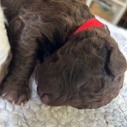 Red Collar girl - Brown female Spanish Water Dog puppy in Clementon, New Jersey from PitterPatterPuppiesNJ
