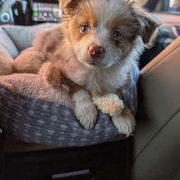Miniature American Shepherd and Miniature Australian Shepherd Puppies from Trailside Mini Aussies