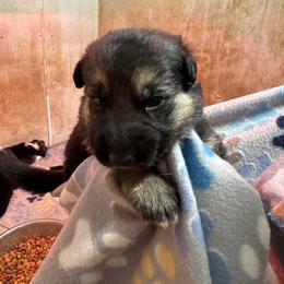 Orange collar male - Black and tan male German Shepherd puppy in Columbiana County, Ohio from Das Müller Hund Haus