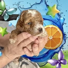 Amber - Apricot female Poodle puppy in Lakeland, Florida from Gulfside Poodles