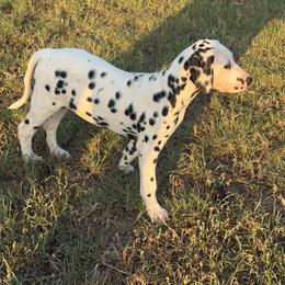 Cupcake - White and black female Dalmatian puppy in Austin, Texas from Dazzling Dalz