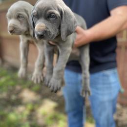 Weimaraner Puppies from Three Oak’s Kennel