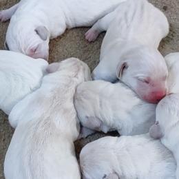 Labrador Retrievers from Countrylanes retriever