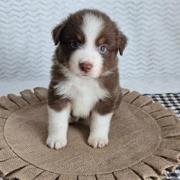 Reginald - Red tri-color male Australian Shepherd puppy in Mountain Grove, Missouri from K Bar H Farms