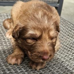 Pink - Brown seal male German Shepherd puppy in Lebanon, Pennsylvania from East Coast k9's