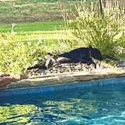 Boykin Spaniel All Grown Up from D&T Boykin Spaniels
