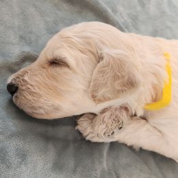 Poodle Puppies from Karla Skow