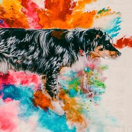 Gussie - Australian Shepherd