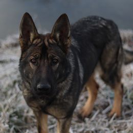 Raven - German Shepherd