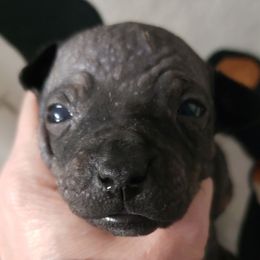 Bernadette - Black tan and white American Hairless Terrier puppy in Conroe, Texas from Mysthaven Rat Terriers