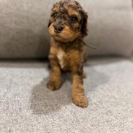 Valor - Blue merle male Bernedoodle puppy in Jacksonville, Florida from Autumn's Aussies