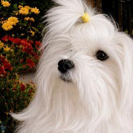 Lacey - Maltese