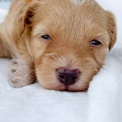 Bernedoodles, Cockapoos, and Double Doodles from Bluegrass Doodle Buddies