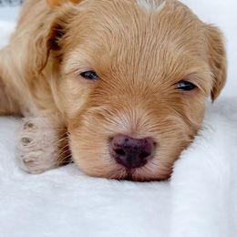 Bernedoodles, Cockapoos, and Double Doodles from Bluegrass Doodle Buddies