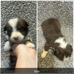 Ted - Red tri male Miniature Australian Shepherd puppy in Granby, Missouri from Macks Mini Aussies