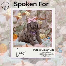 Purple Collar - Lucy - Chocolate merle female Bernedoodle puppy in Lexington, North Carolina from Deborah’s Doodles