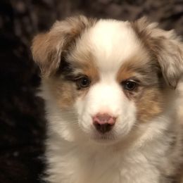 Miniature American Shepherds, Miniature Australian Shepherds, Pomeranians, Poodles, and Toy Australian Shepherds from Lil Aussie Posse