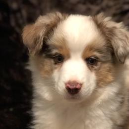 Miniature American Shepherds, Miniature Australian Shepherds, Pomeranians, Poodles, and Toy Australian Shepherds from Lil Aussie Posse