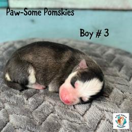 Boy 3 - Black and white male Pomsky puppy in Krum, Texas from Paw-Some Pomskies