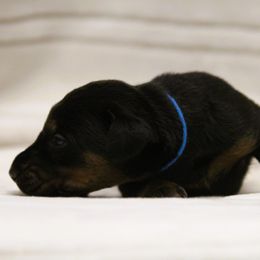 Oberyn - 5350 - Black and rust male Doberman Pinscher puppy in Rockwall, Texas from Elitehaus