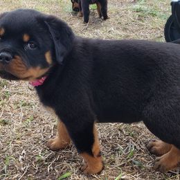 Rottweiler Puppies from Vom Haus Jonas Rottweilers