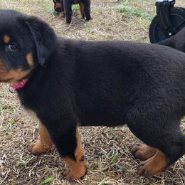 Rottweiler Puppies from Vom Haus Jonas Rottweilers