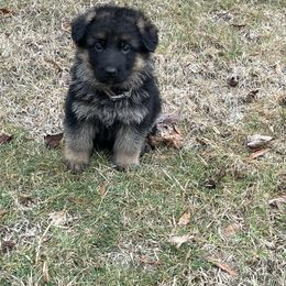 German Shepherd Puppies from Southern Lakes German Shepherds