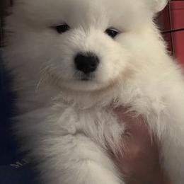 Australian Shepherd and Samoyed Puppies from SnowBlitz Samoyeds and CoralBlitz Aussies