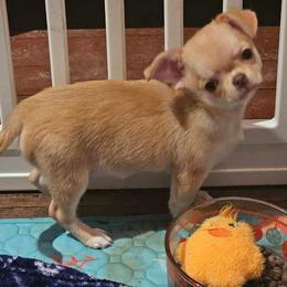 Myles - Fawn male Chihuahua puppy in Joliet, Illinois from Chihuahua and frenchie favs