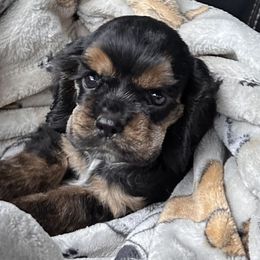 Girl 1 - Black and tan female Cocker Spaniel puppy in Defuniak Springs, Florida from Anastasia Knight's Cocker Spaniels