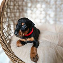 Elara (red) - Black and rust female Doberman Pinscher puppy in Hamilton, Ohio from Little Dragon Dobermans