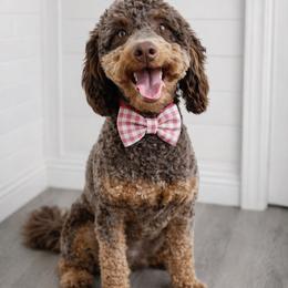 Dash - Poodle