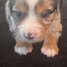 Miniature Australian Shepherd and Toy Australian Shepherd Puppies from Ripple Creek