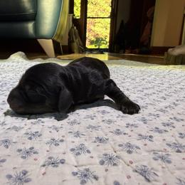Dachshund Puppies from Little Doxie Farm