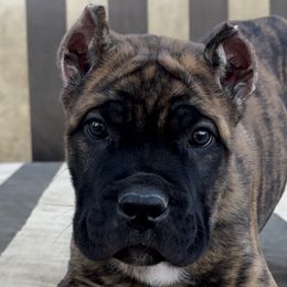 Boy 2 - Cane Corso puppy from Mastiff Mafia