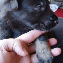 German Shepherd Puppies from von Haus Ulv