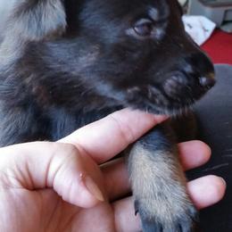 German Shepherd Puppies from von Haus Ulv