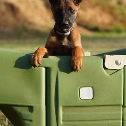 Belgian Malinois, Belgian Tervuren, and German Shepherds from Du Poilu