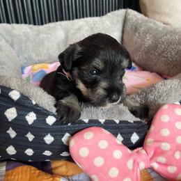Minnie pink collar - Salt and pepper female Miniature Schnauzer puppy in Anthony, Florida from Amanda Tragash