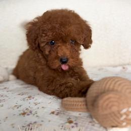 Franky - Red  male Poodle puppy in North Port, Florida from Noble Pets