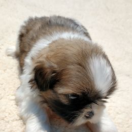 Shih Tzus from Sweetest Shih-Tzu