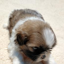 Shih Tzus from Sweetest Shih-Tzu